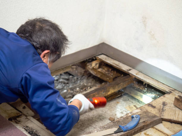 Best Office Mold Removal Services  in Fairbanks, AK