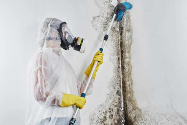 Best Mold Remediation  in Fairbanks, AK