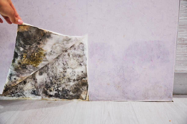 Best Mold Cleaning Services  in Fairbanks, AK